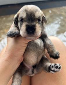 Salt & Pepper Schnauzer