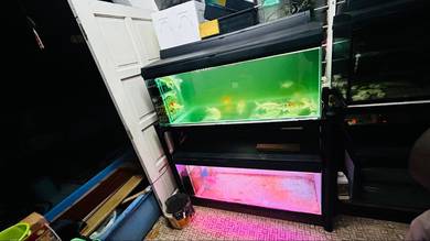 aquarium 4 kaki