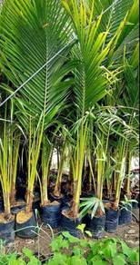 Benih Kelapa Pandan 5 kaki 6 kaki