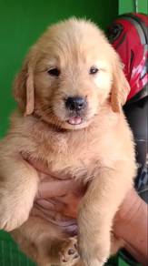 Golden retriever