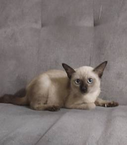 Siamese female 3bulan