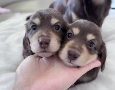 Dachshund
