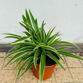 Spider Plant, Bunny Cactus, Pilea Creeping Charlie
