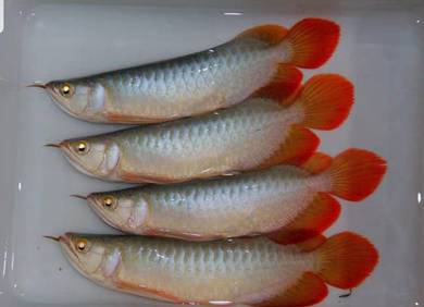 Super red 6 inch -wholesale price