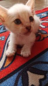 kucing comel baka Siam