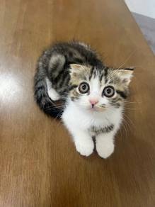 scottish fold mix bsh