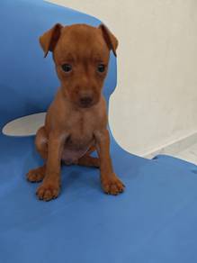 Limited! Solid Red Mini Pinscher 鼠鹿犬 小鹿犬 1005E