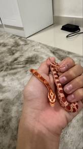 corn snake 