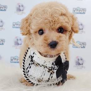 Poodle