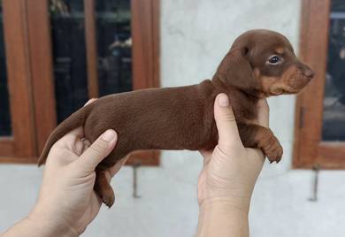 MINIATURE DACHSHUND Puppies 106 🐻 Adorable Puppy