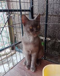 BRITISH SHORT HAIR mix PERSIAN (MALE)