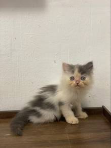 Persian kitten