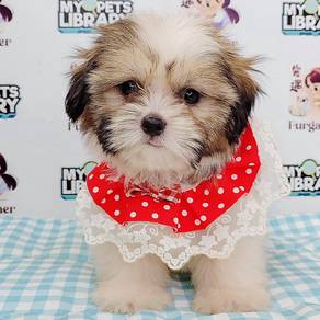 Shih tzu