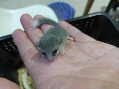Home Breed Dormouse 