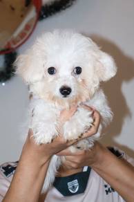 J0863 Bichon Beautiful Snow White Fluffy Puppy