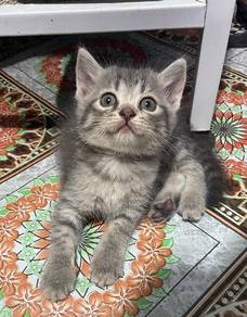 kitten 