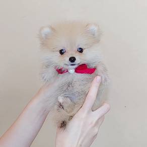 Pomeranian