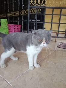 Scottish Fold Bicolour