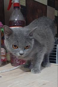 British Shorthair