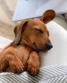 F7459 Furbaby Dachshund little paaws and a happy h