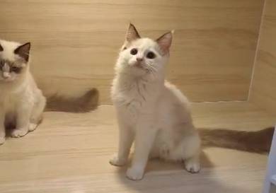 Ragdoll High Quality kitten import China