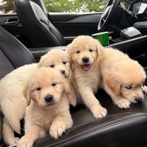 Golden Retriever puppy
