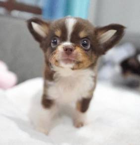 CHIHUAHUA PUPPIES VIP36🌷Head Apple Bonnie Dog Boy