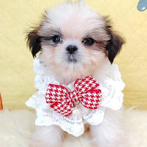 Shih Tzu