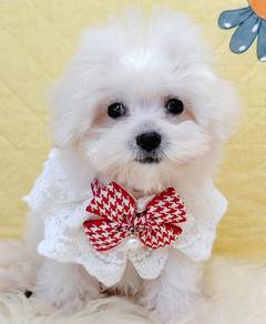 Maltese