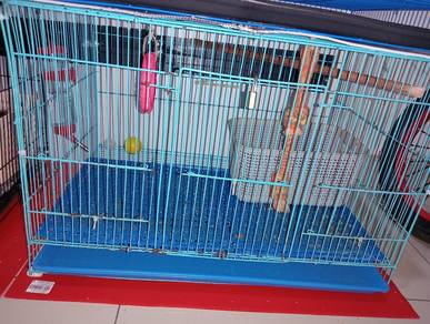 Sugar Glider