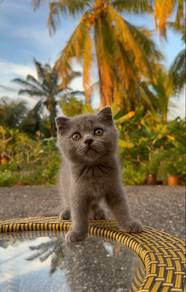 British Short Hair Kitten BSH