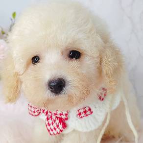 Poodle