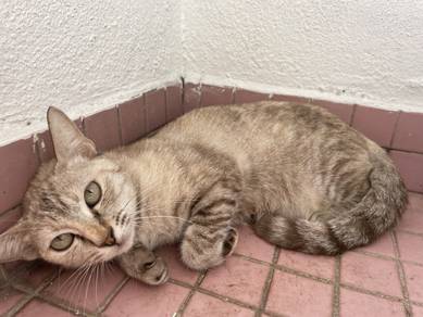 rehome kucing