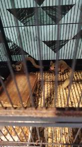 Sugar Glider Breeding Pair