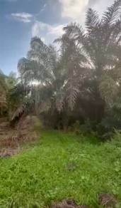 Agricultural Land in Pontian, JHR