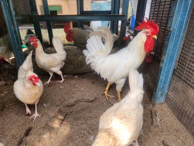 Ayam White Leghorn