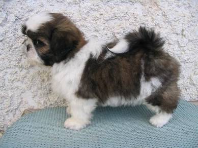 SS336 Shih Tzu brown & white haired puppies