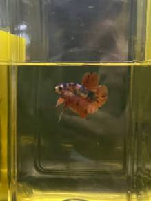 betta fish