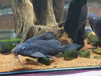 upsidedown catfish