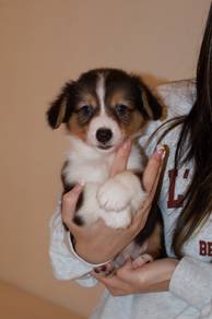 J0919 Corgi Lovely Fluffy Coat Puppy