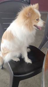 pet dog