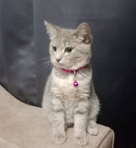Bsh