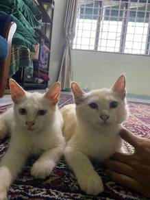 kucing kampung(adopt)