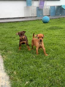 Miniature Pinscher puppies