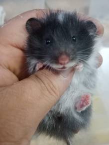 hamster syrian 