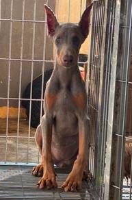 Doberman Fawn