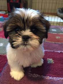 Pure Shihpoo Cute Teddy Face Puppy Puppy