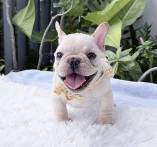 FRENCH BULLDOG PUPPIES VIP241🌻Cute & Healthy Boy