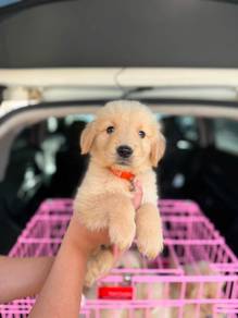 Golden Rettiver available 1