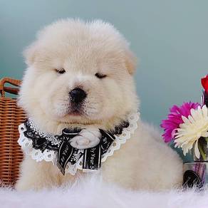 Chow Chow